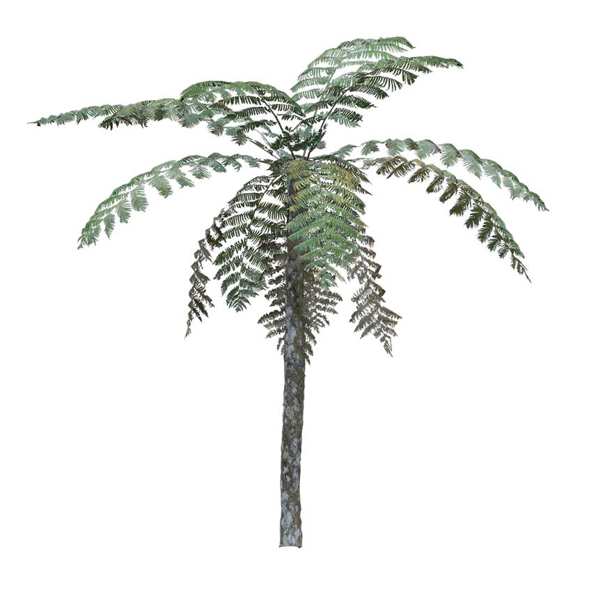 Pteridophyta - Fern